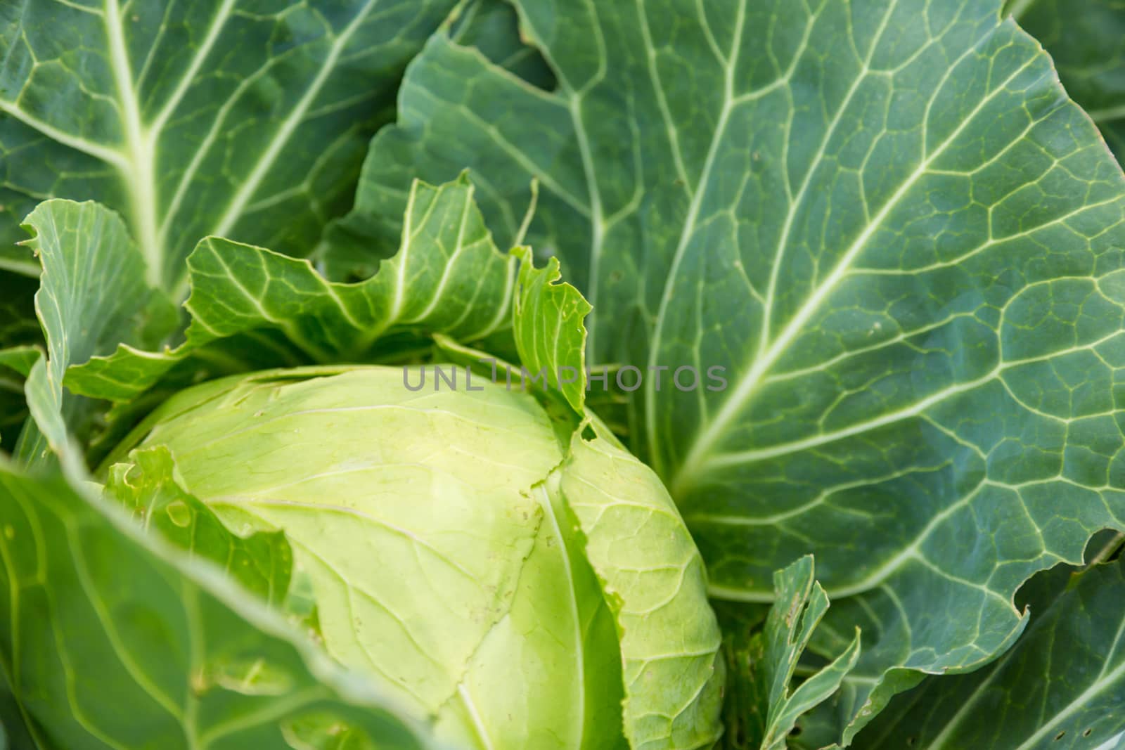 Young green head of cabbage