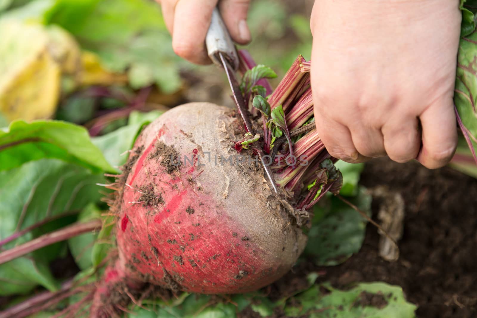Hand cleaning young beetroot with knife