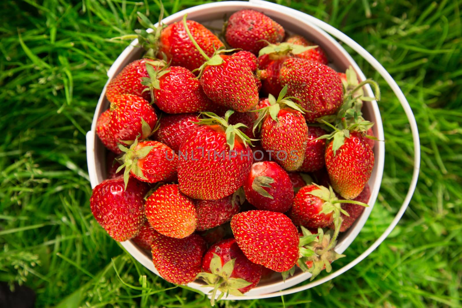 Ripe strawberry in bucket on grass