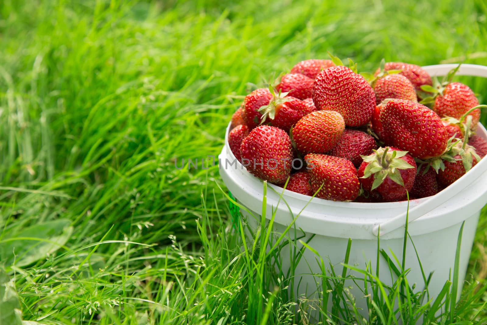 Ripe strawberry in bucket on grass