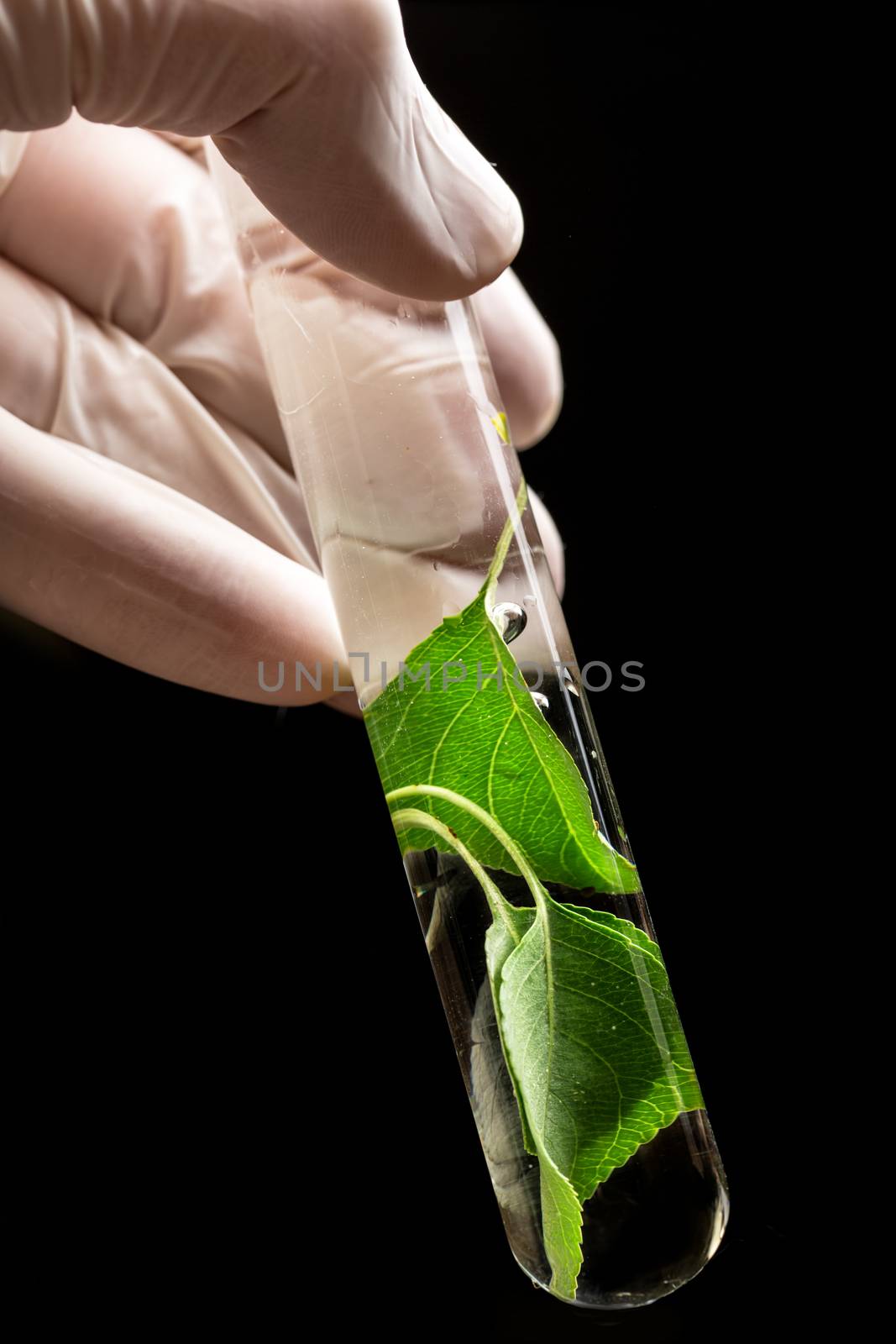 Hand in glove holding test tube with plant by Garsya