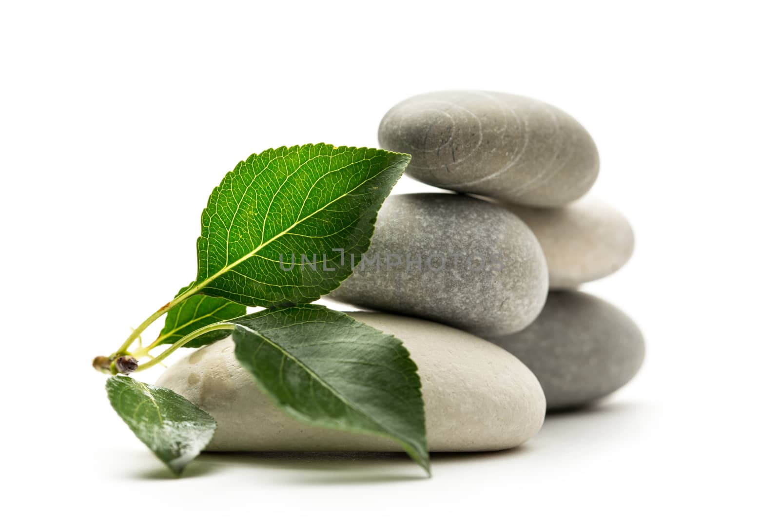 Stones with leaves on white background