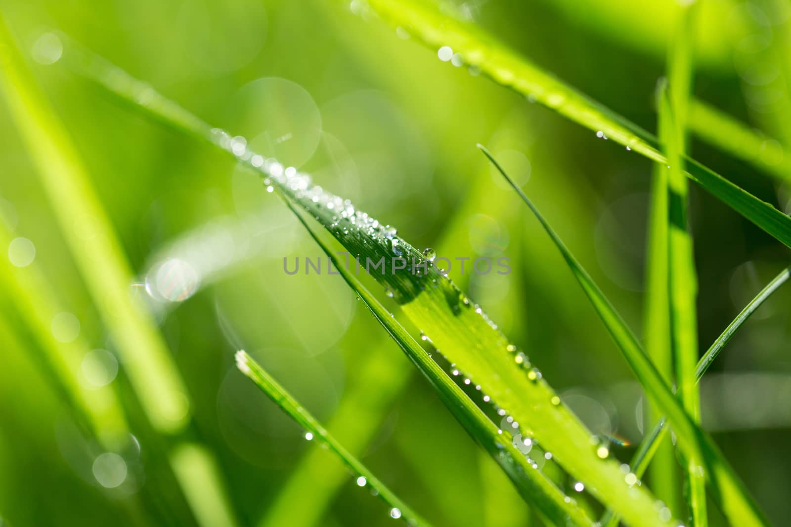 Blade of grass in morning dew by Garsya