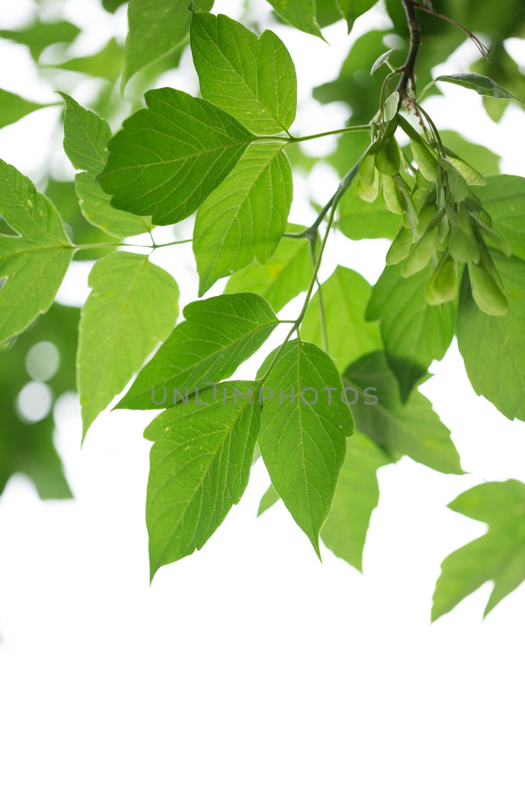 Green leaves by Garsya