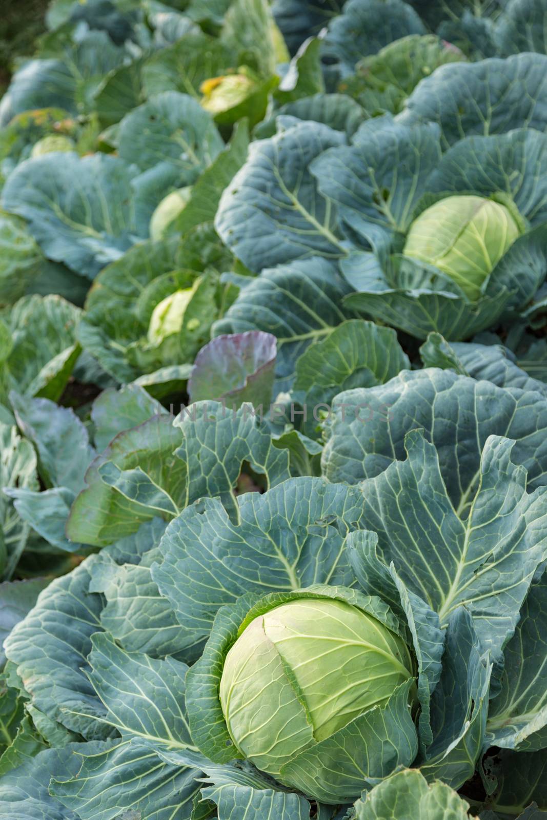 Young green head of cabbage