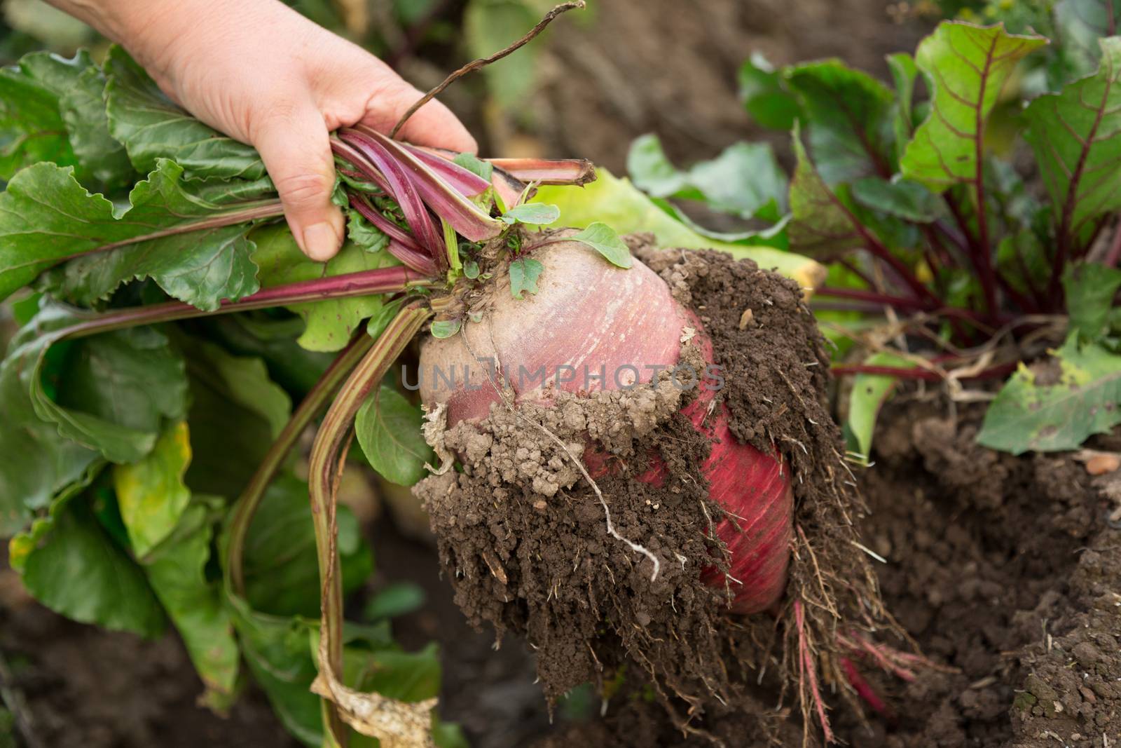 Hand dragging young beetroot