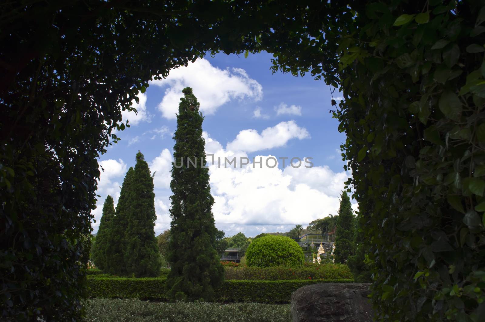 Arch of Foliage on the Background of Tropical Trees.