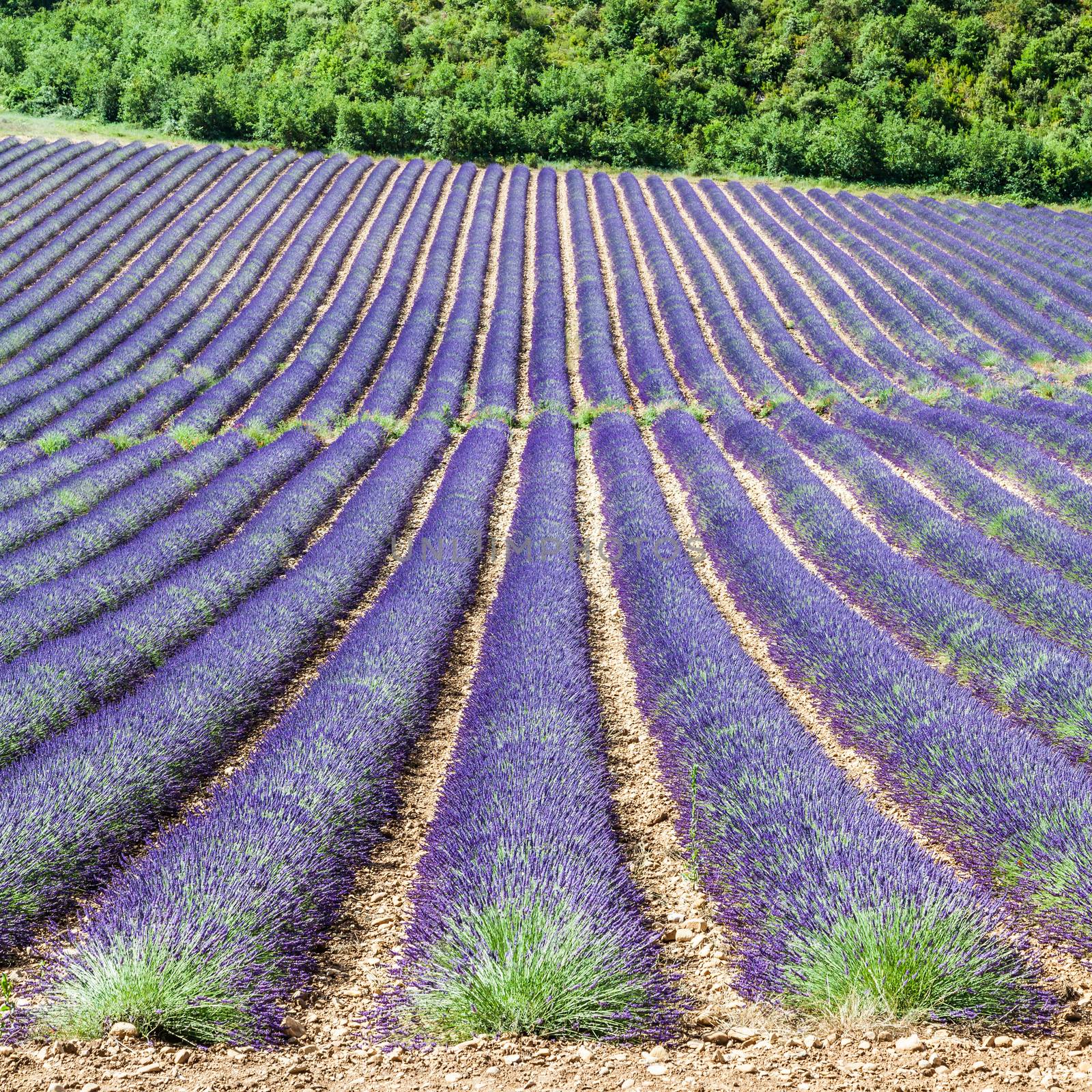 Provence Region, France. Lavander field at end of June