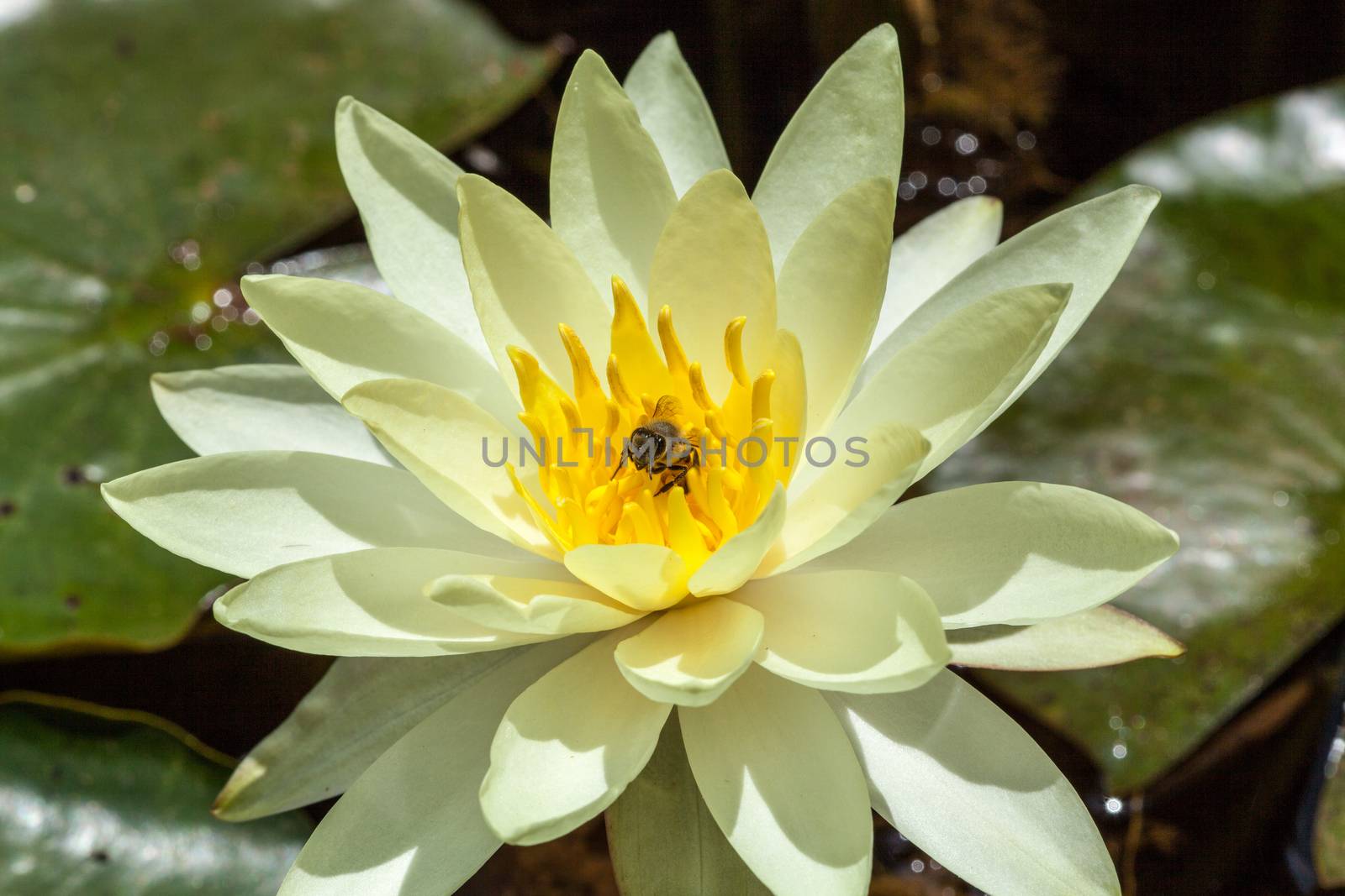 a bee doing its job on a water lily