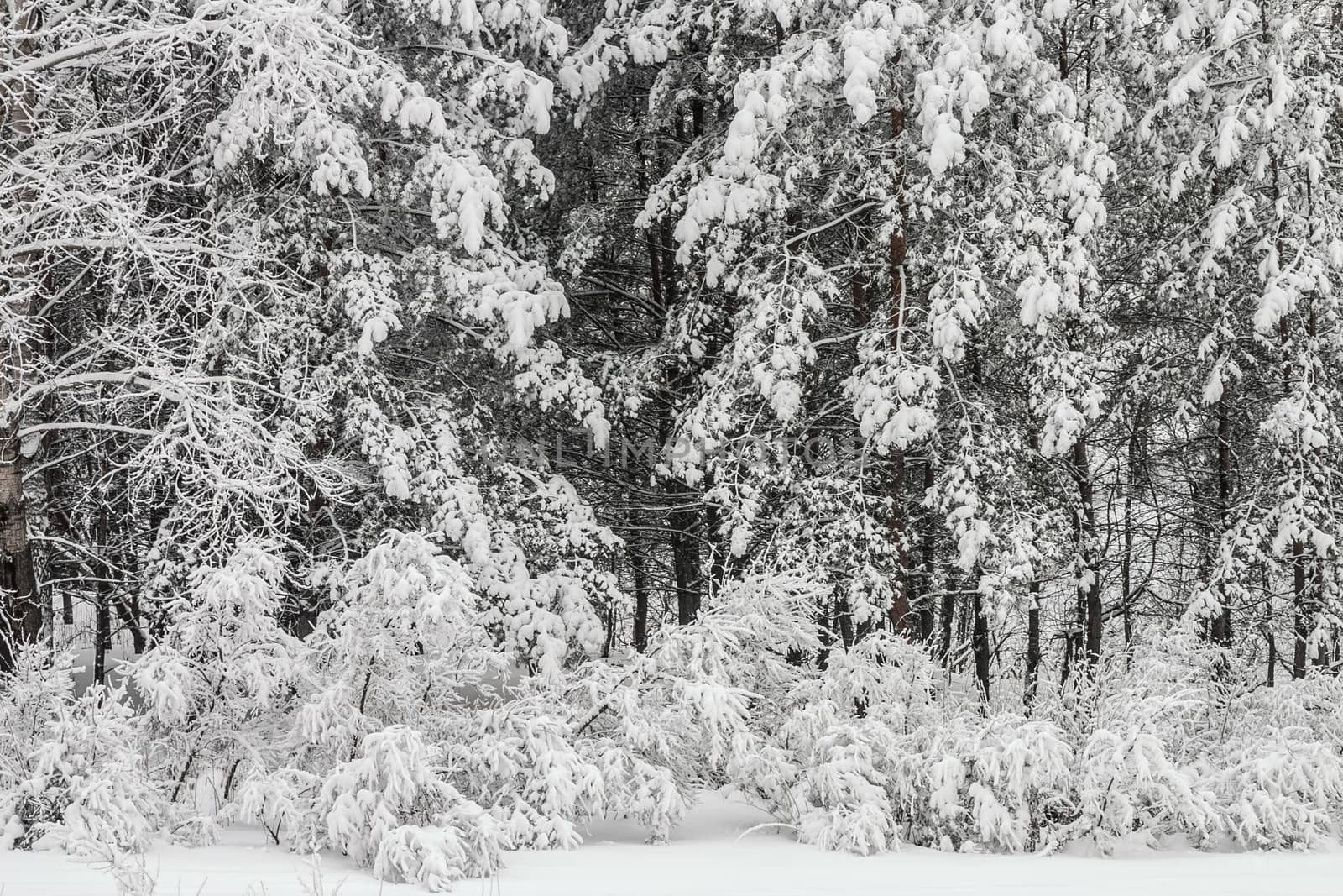 
trees in winter forest covered with snow