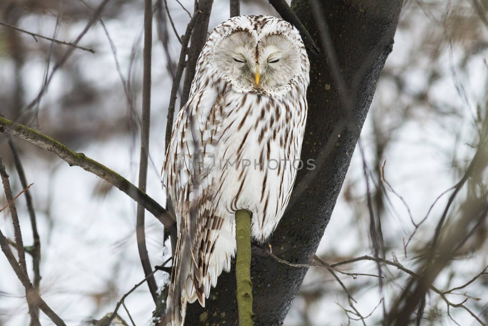 Ural owl by Ohotnik