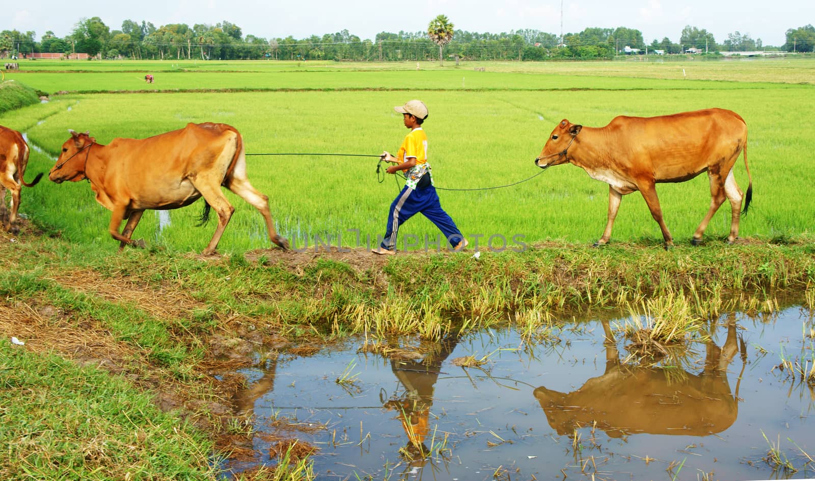 MEKONG DELTA, VIET NAM- SEPT 20: Unodentified Asian child labor tend cow on rice plantation, ox, boy reflect on water, children work at Vietnamese poor countryside, Vietnam, Sept 20, 2014