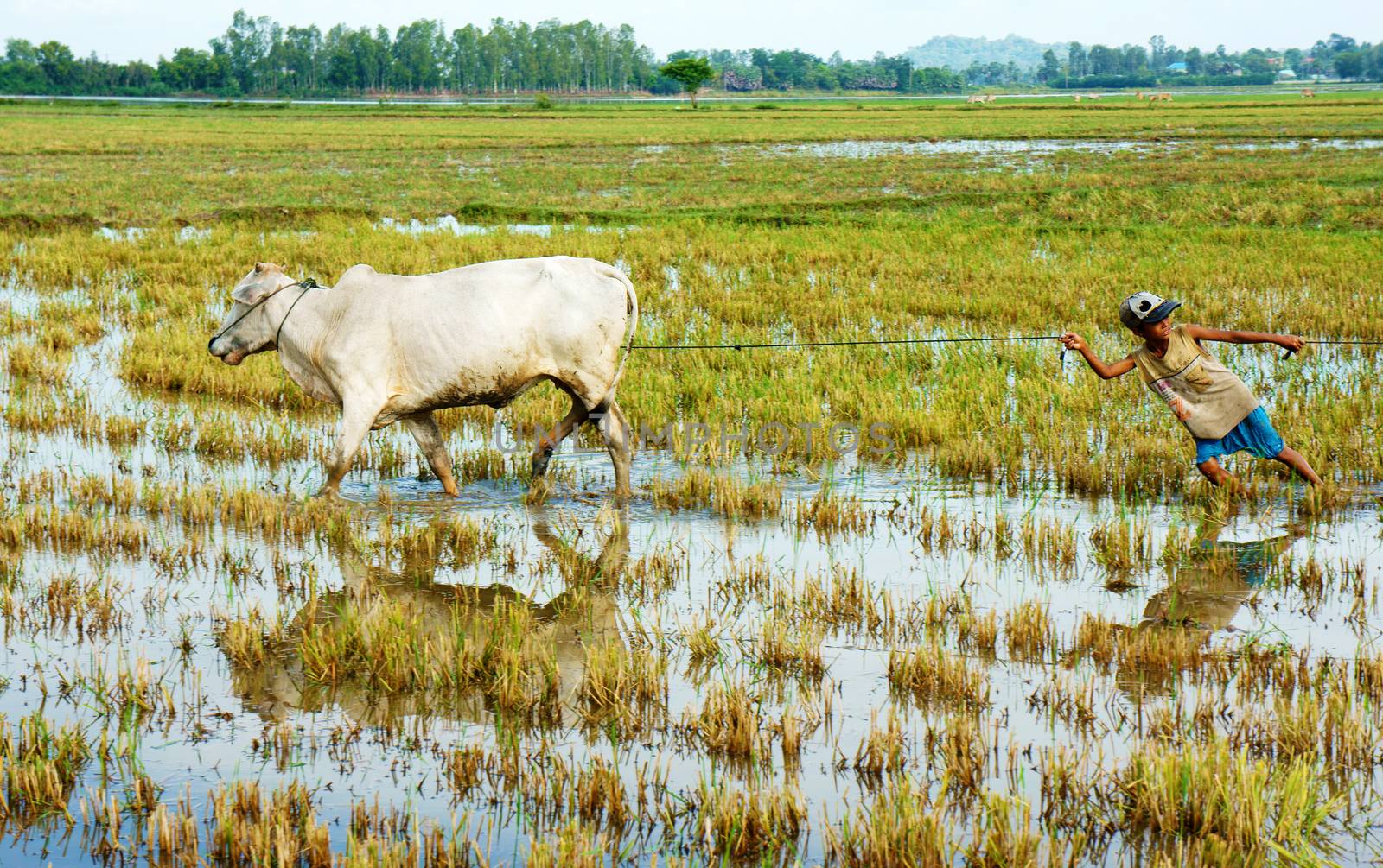 MEKONG DELTA, VIET NAM- SEPT 20: Unodentified Asian child labor tend cow on rice plantation, ox, boy reflect on water, children work at Vietnamese poor countryside, Vietnam, Sept 20, 2014