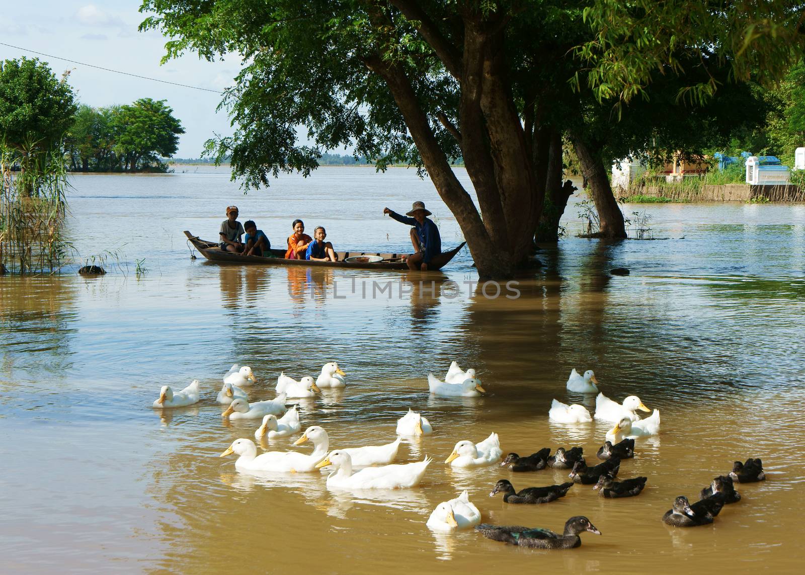  MEKONG DELTA, VIET NAM- SEPT 19: Group of child sitting on row boat, man rowing on river, flock of duck, tree in flood season, beautiful landscape of Vietnamese countryside, Vietnam, Sept 19, 2014 