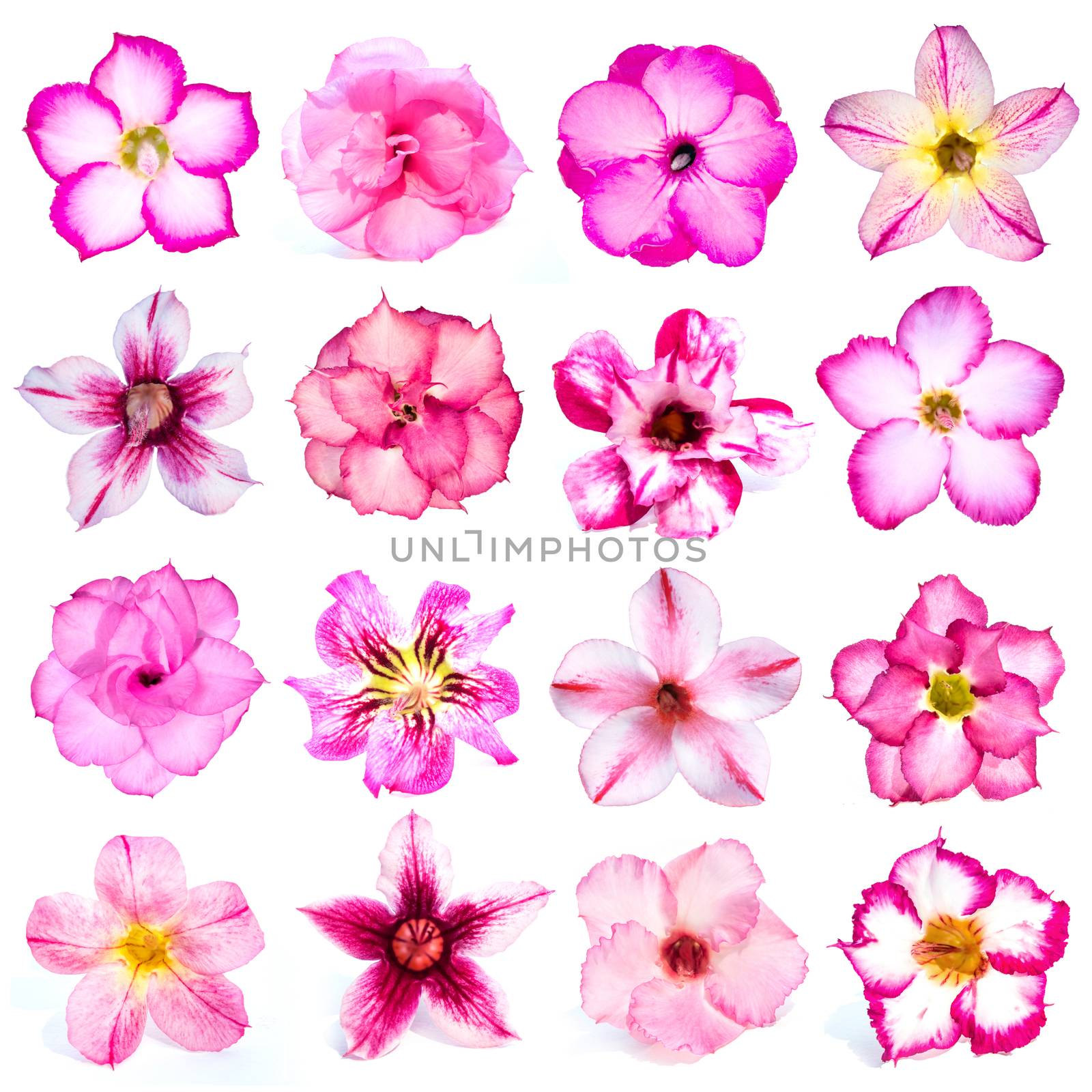 Collection of pink flowers isolated on white background.  by yod67