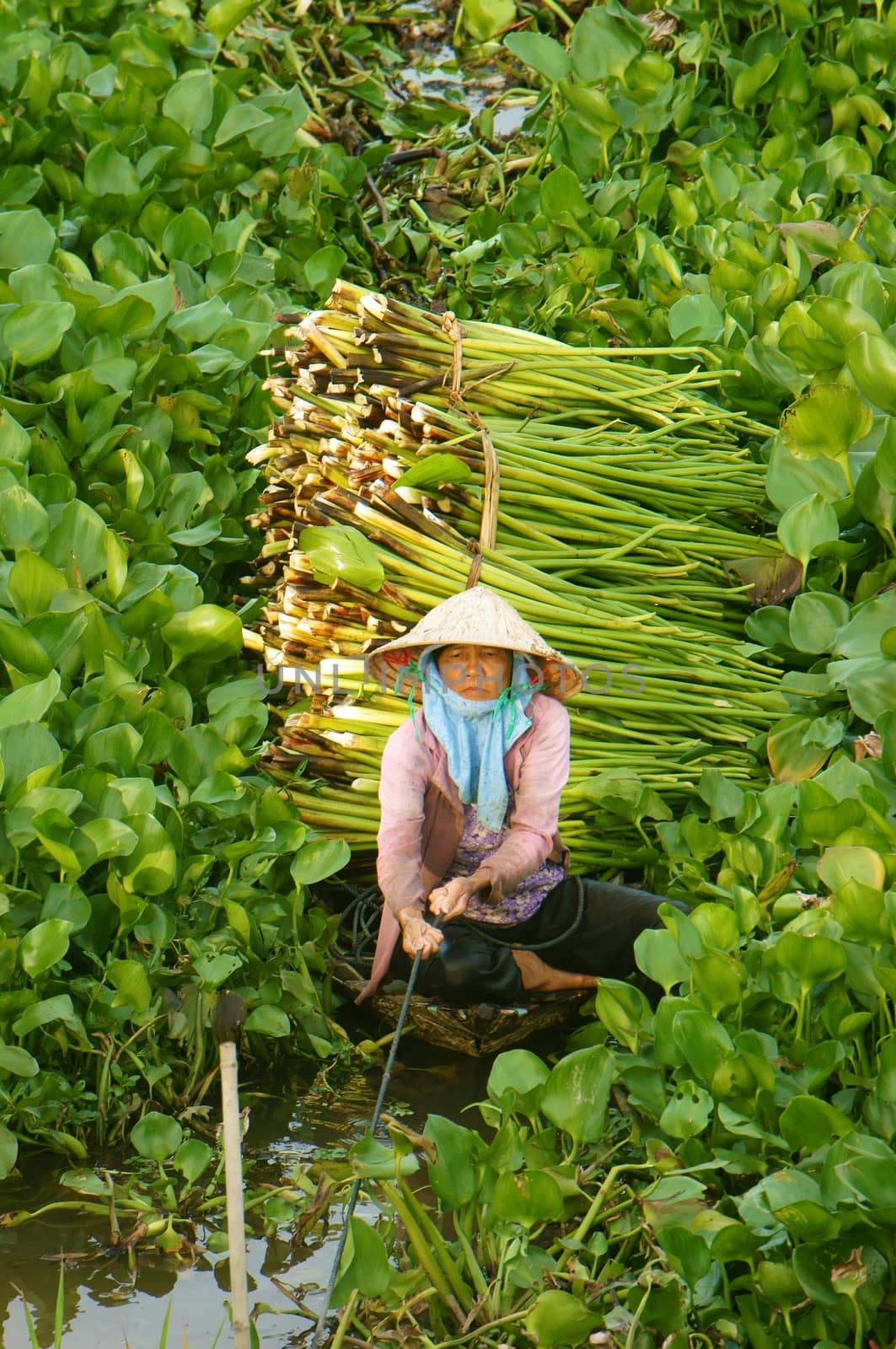 AN GIANG, VIET NAM- SEPT 20: Asian farmer harvest water hyacith (Eichhornia crassipes), Vietnamese woman work hard, carry hyainths bundle, material for art and craft production, Vietnam, Sept 20, 2014