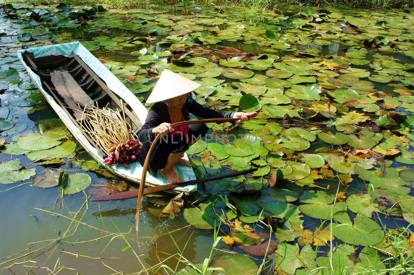 DONG THAP, VIET NAM- SEPT 23: Asian farmer sitting on row boat, pick water lily, one food from nature, aquatic plant at Mekong Delta, water-lily as vegetable in Vietnamese dish, Vietnam, Sept 23, 2014