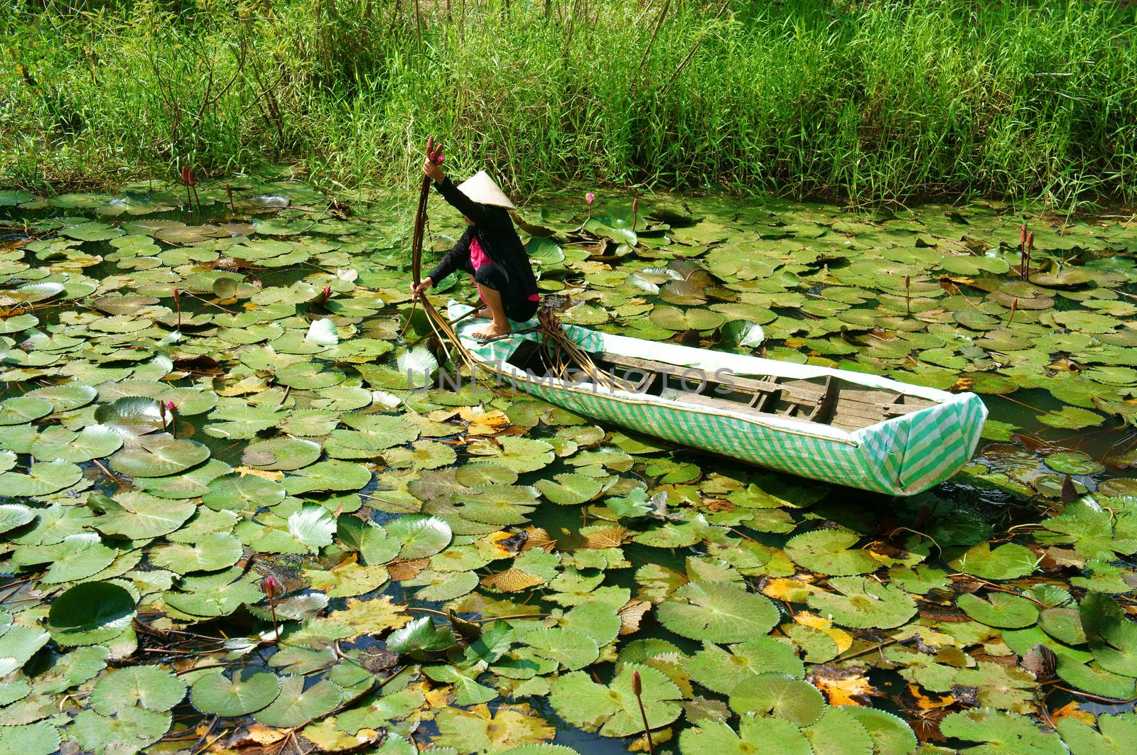 Asian farmer, pick water lily, Vietnamese food  by xuanhuongho