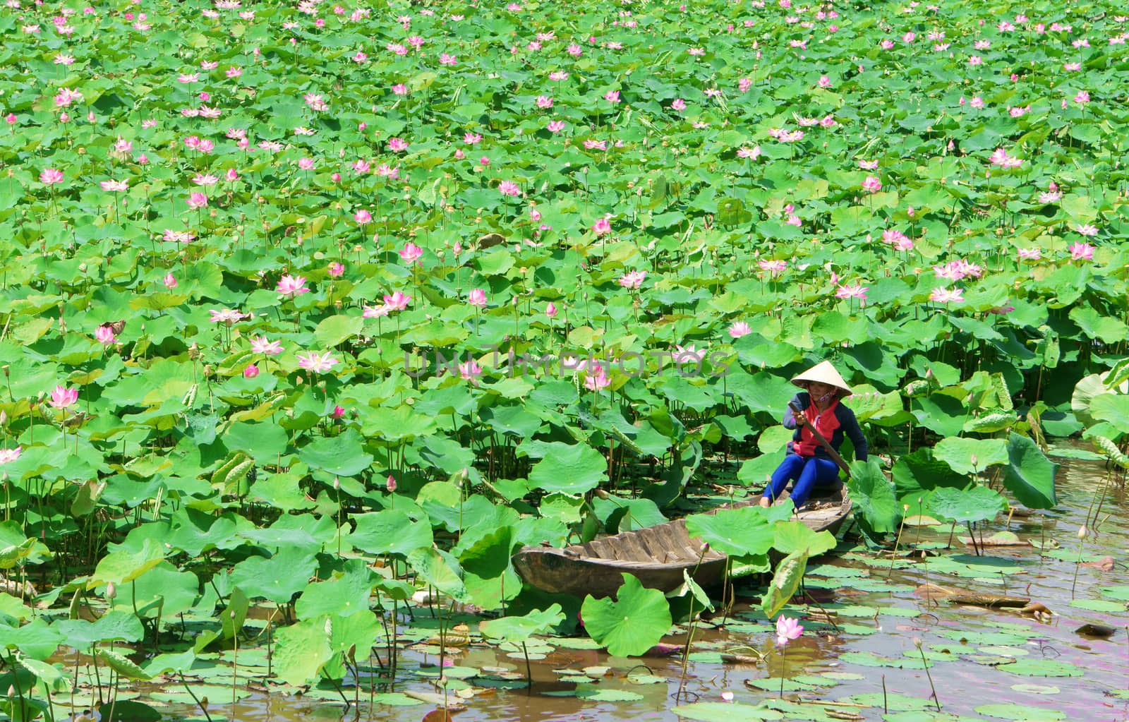 Beautiful landscaping of Vietnamese village, woman rowing the row boat to pick lotus flower on waterlilly pond, large aquatic flora lake in green leaf, pink flower make amazing scene at Mekong Delta