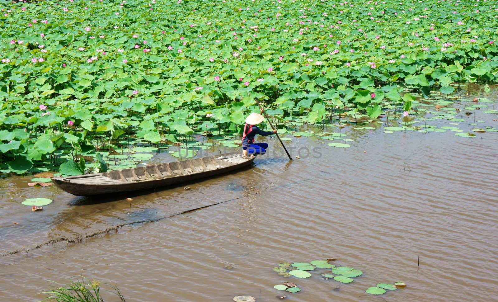 Vietnamese village, row boat, lotus flower, lotus pond by xuanhuongho