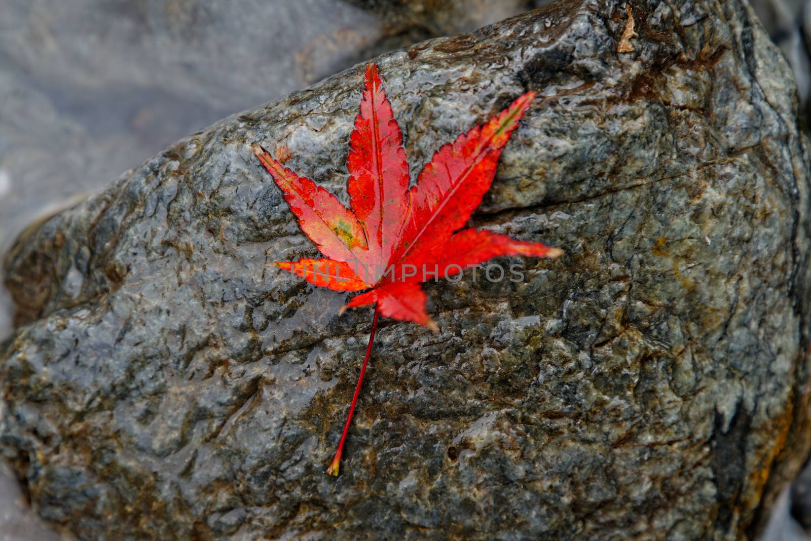 Wet Autumn Maple Leaf by kirtcathey