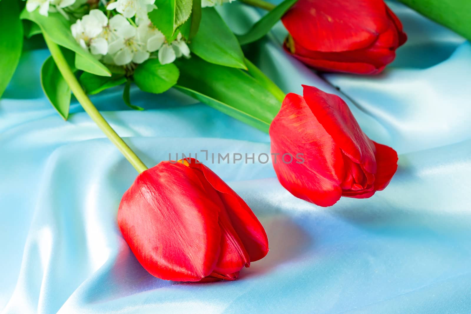Three big beautiful tulips of bright red color with green leaves against blue silk