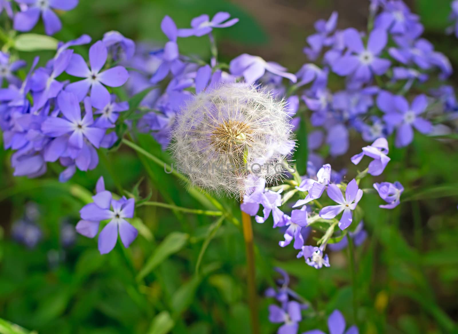 White fluffy ripe dandelion flower on the background of blooming violets.