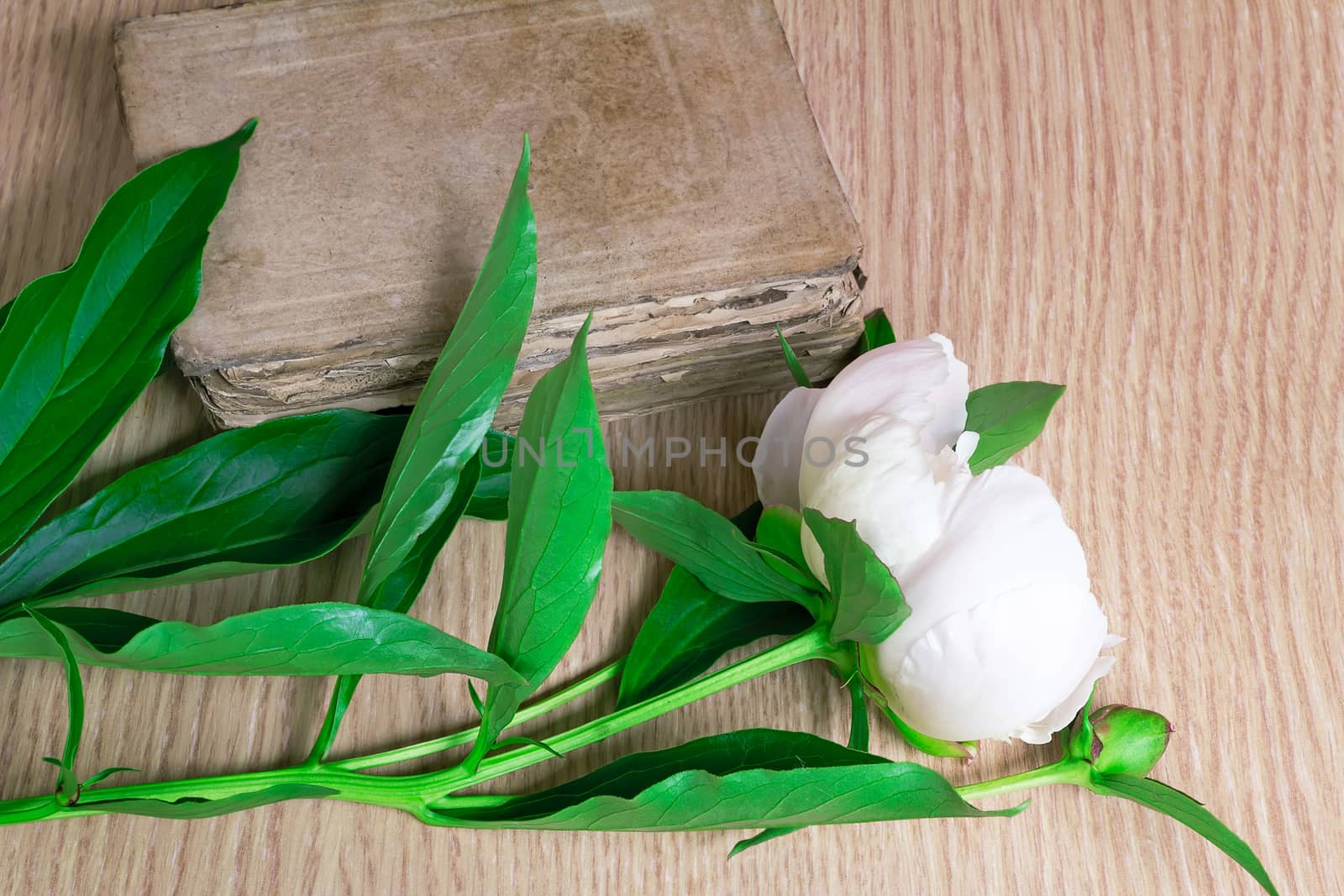 On a surface of a table there are a beautiful white flower of a peony and the ancient book.