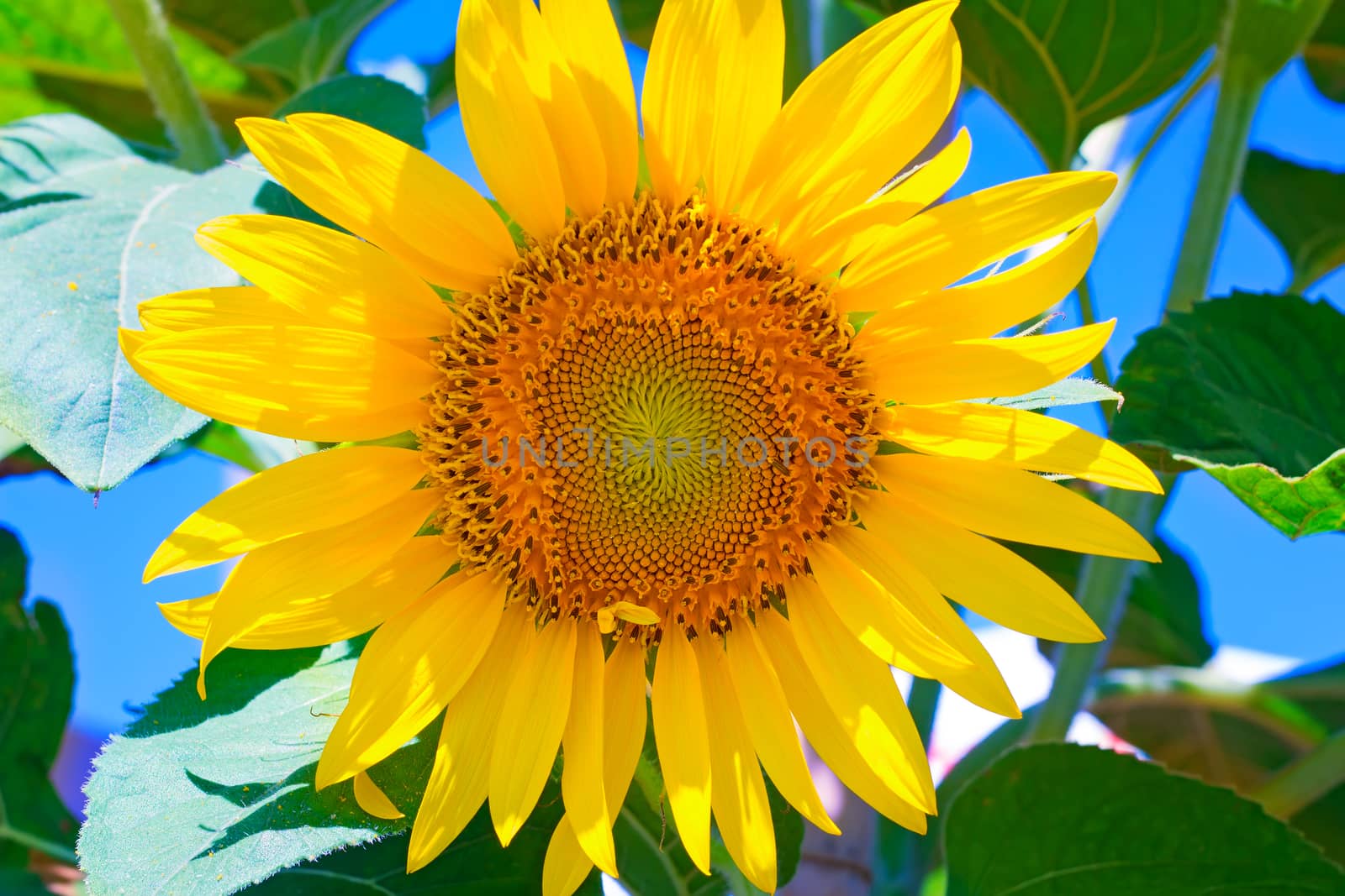 Large flower sunflower with leaves. Presents closeup. by georgina198