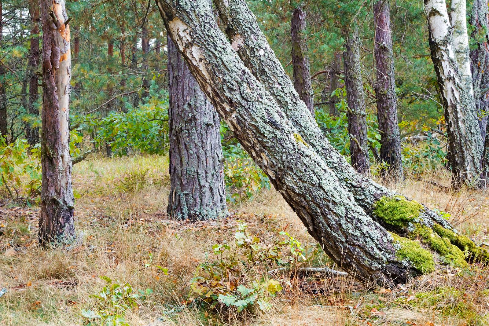 Autumn forest landscape: yellowed grass and trees covered in moss.