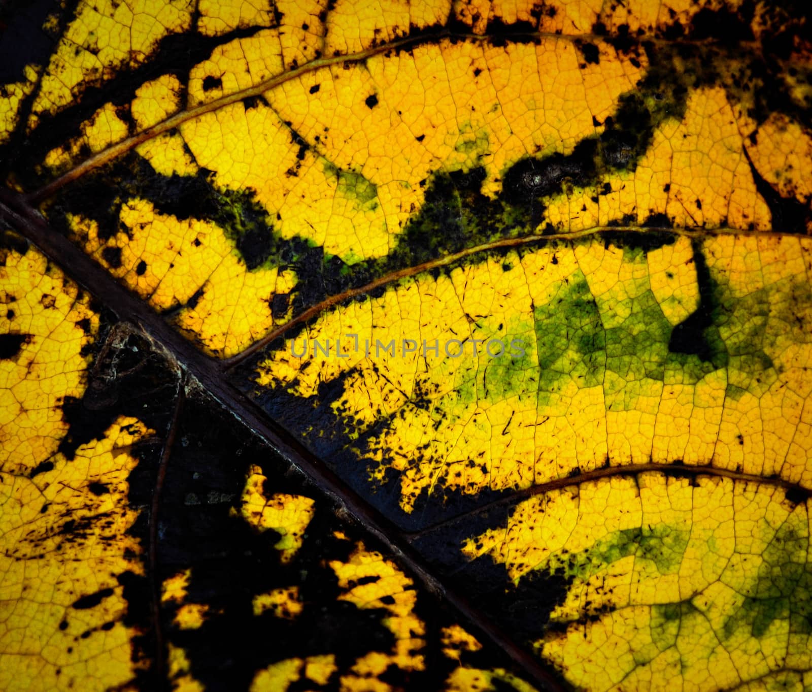 abstract autumn leaf texture by Ahojdoma