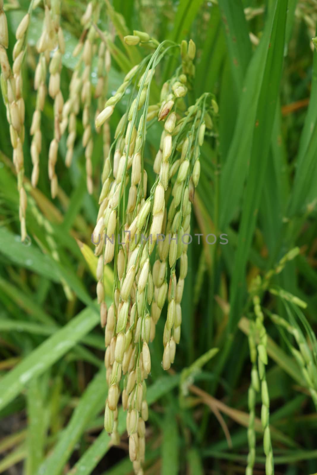Ripe rice grains in Asia before harvest by tang90246