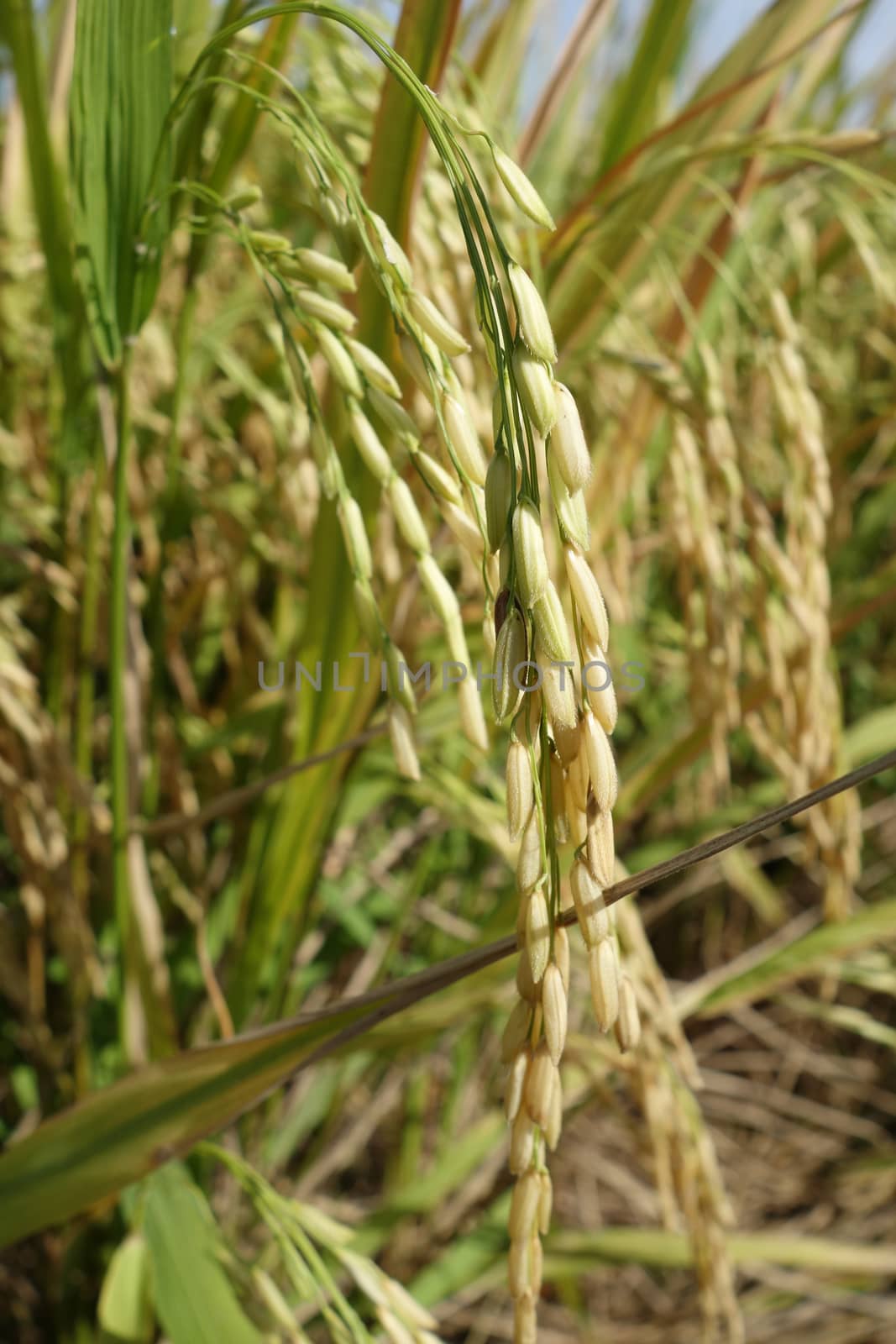 Ripe rice grains in Asia before harvest by tang90246