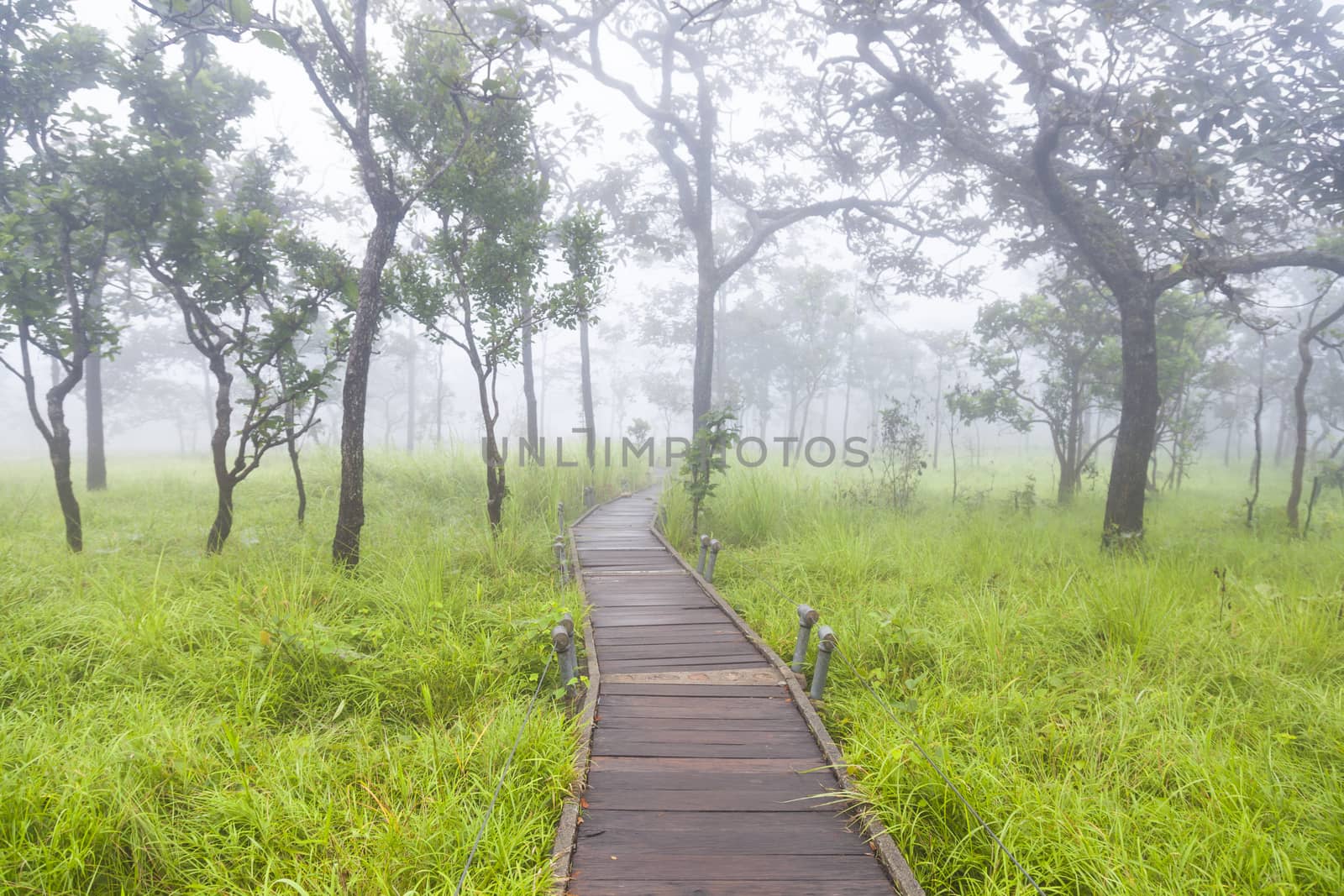 Wooden bridge walkway.Sides of the trees and meadows.