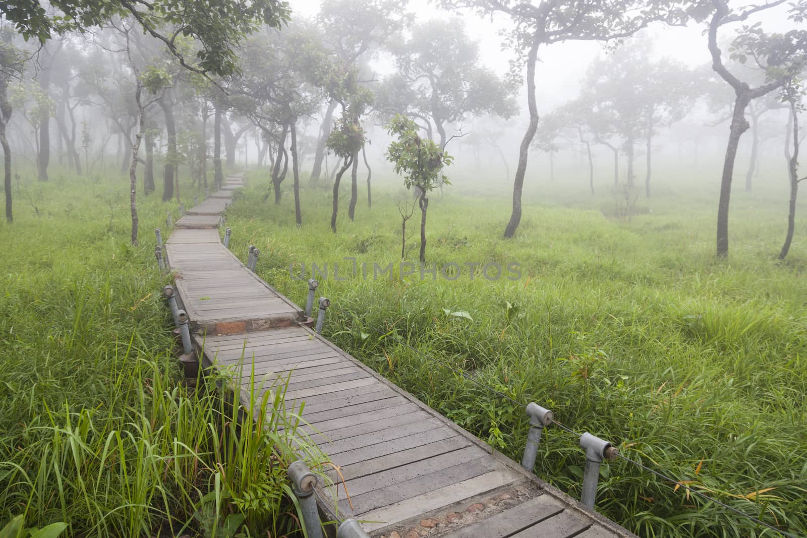 Wooden bridge walkway.Sides of the trees and meadows.