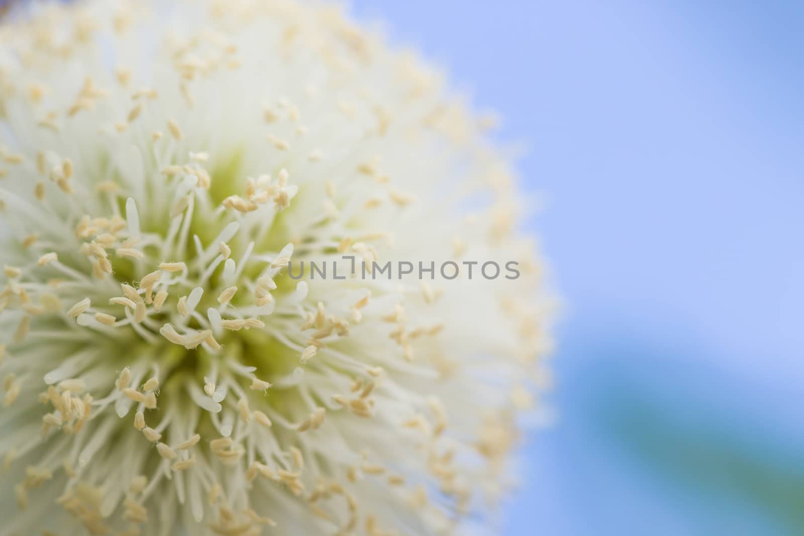 close up nature flower