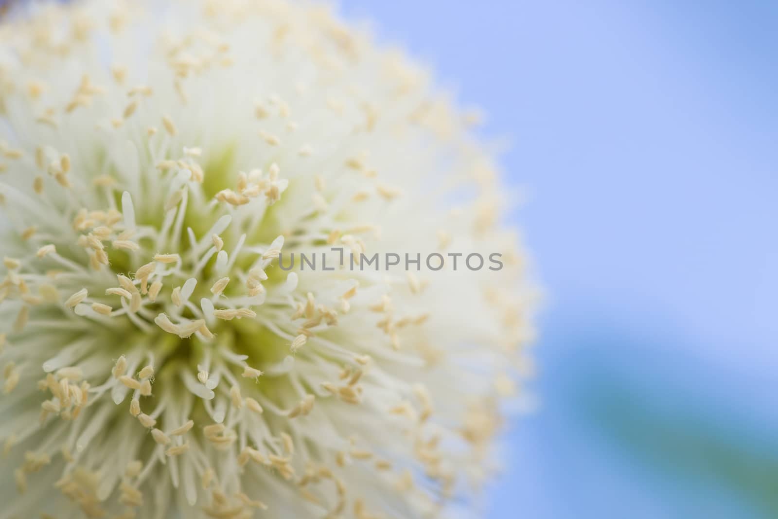 close up nature flower by blackzheep