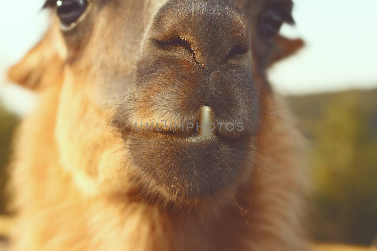 closeup of llama teeth by taviphoto
