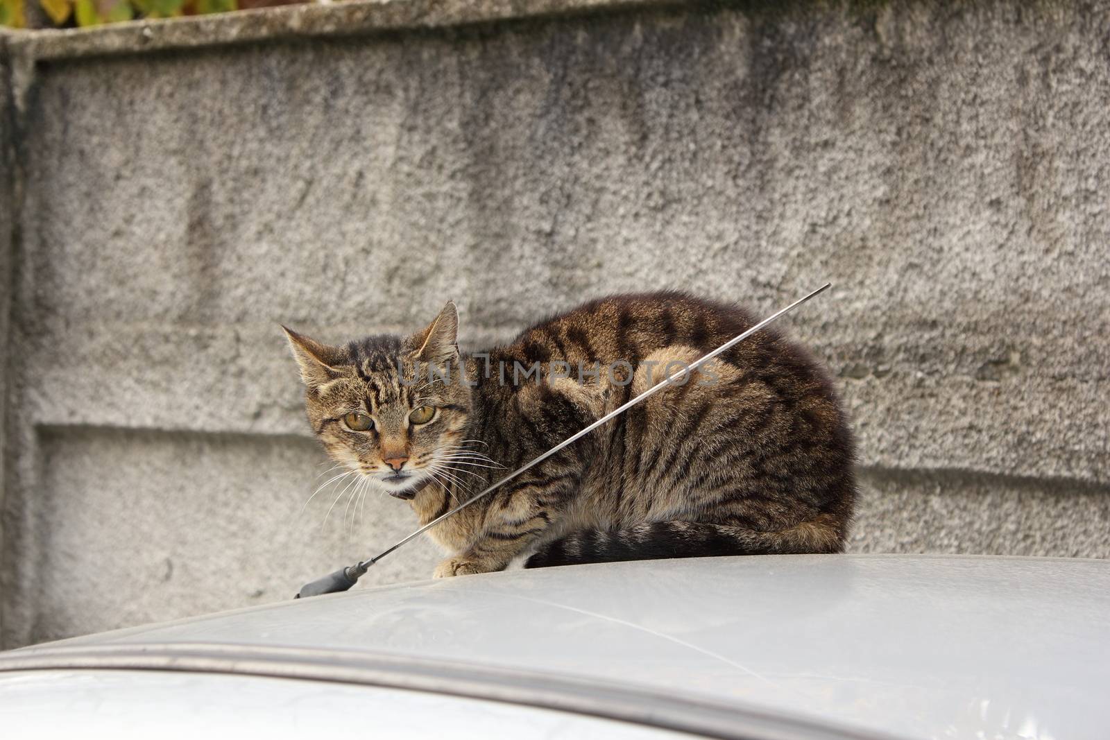 striped domestic cat standing  on top of a car, looking towards the camera