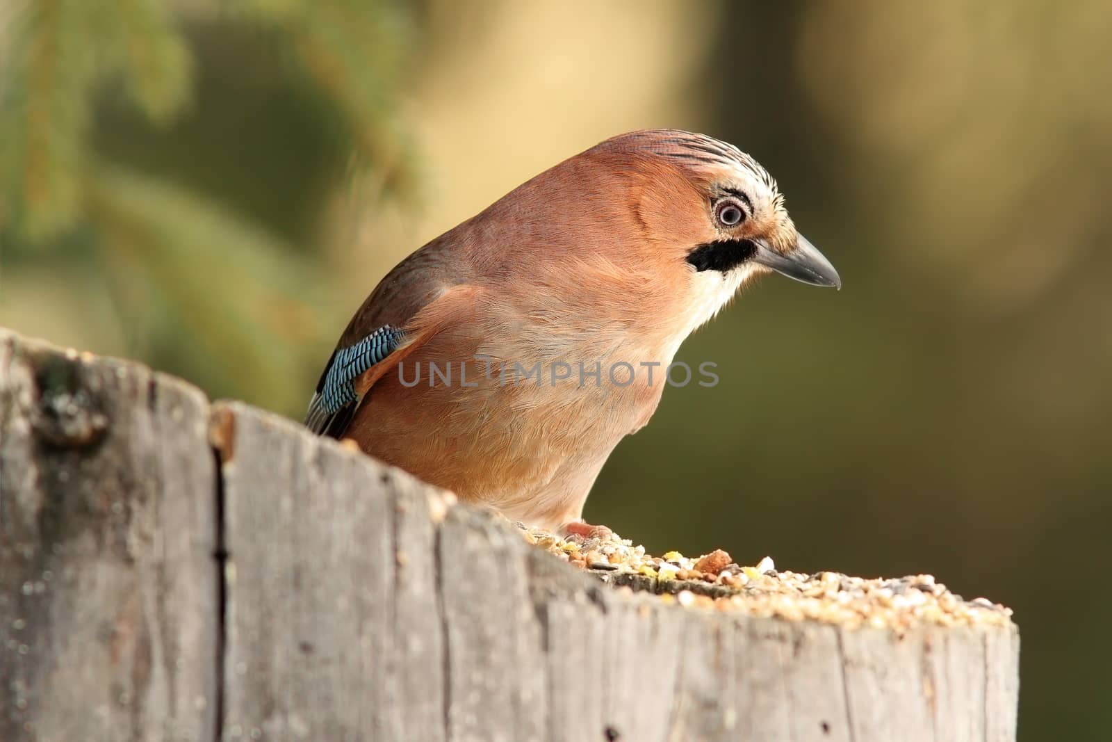 european jay ( Garrulus glandarius )  standing on stump