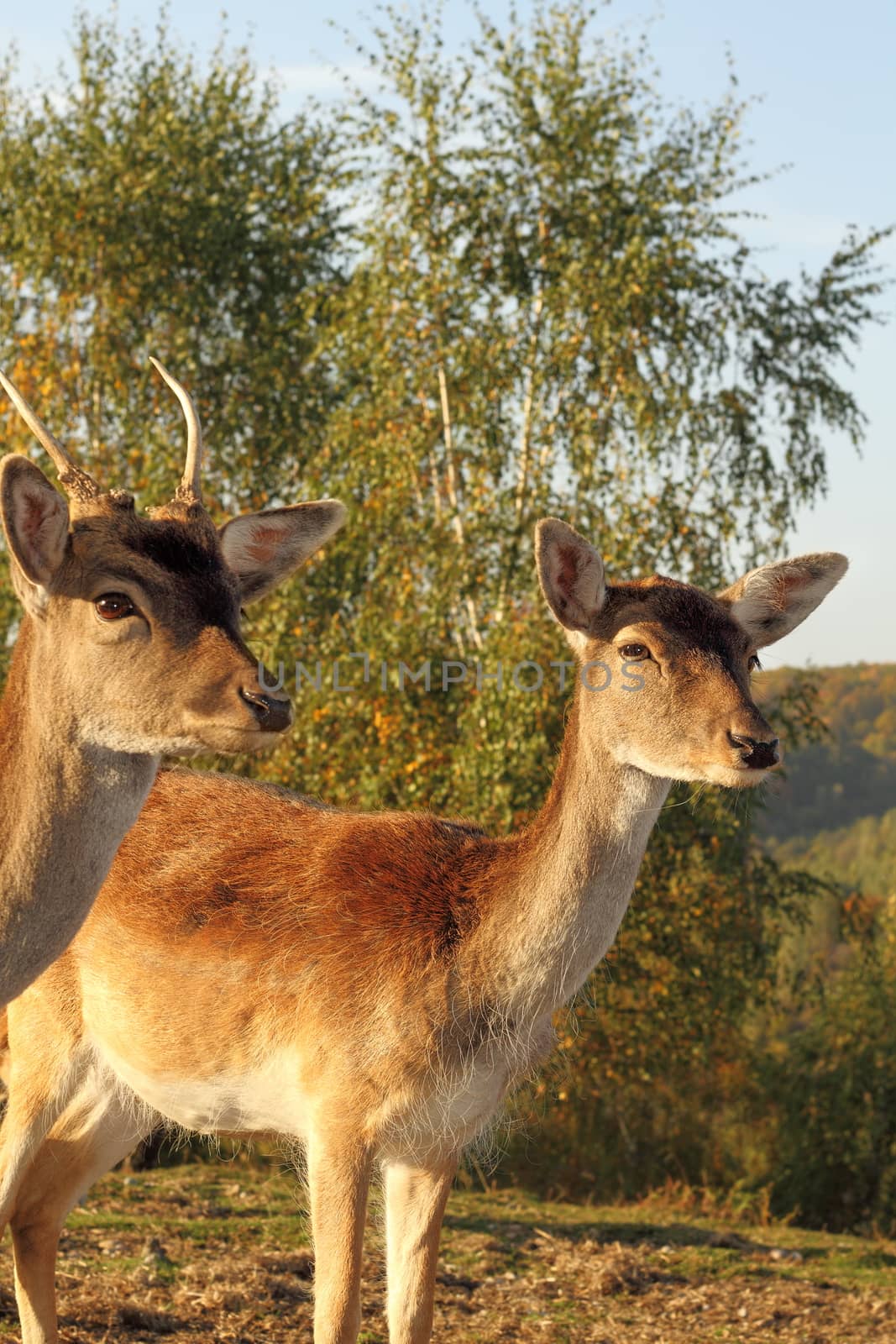 fallow deer hind ( Dama ) portrait while standing on clearing