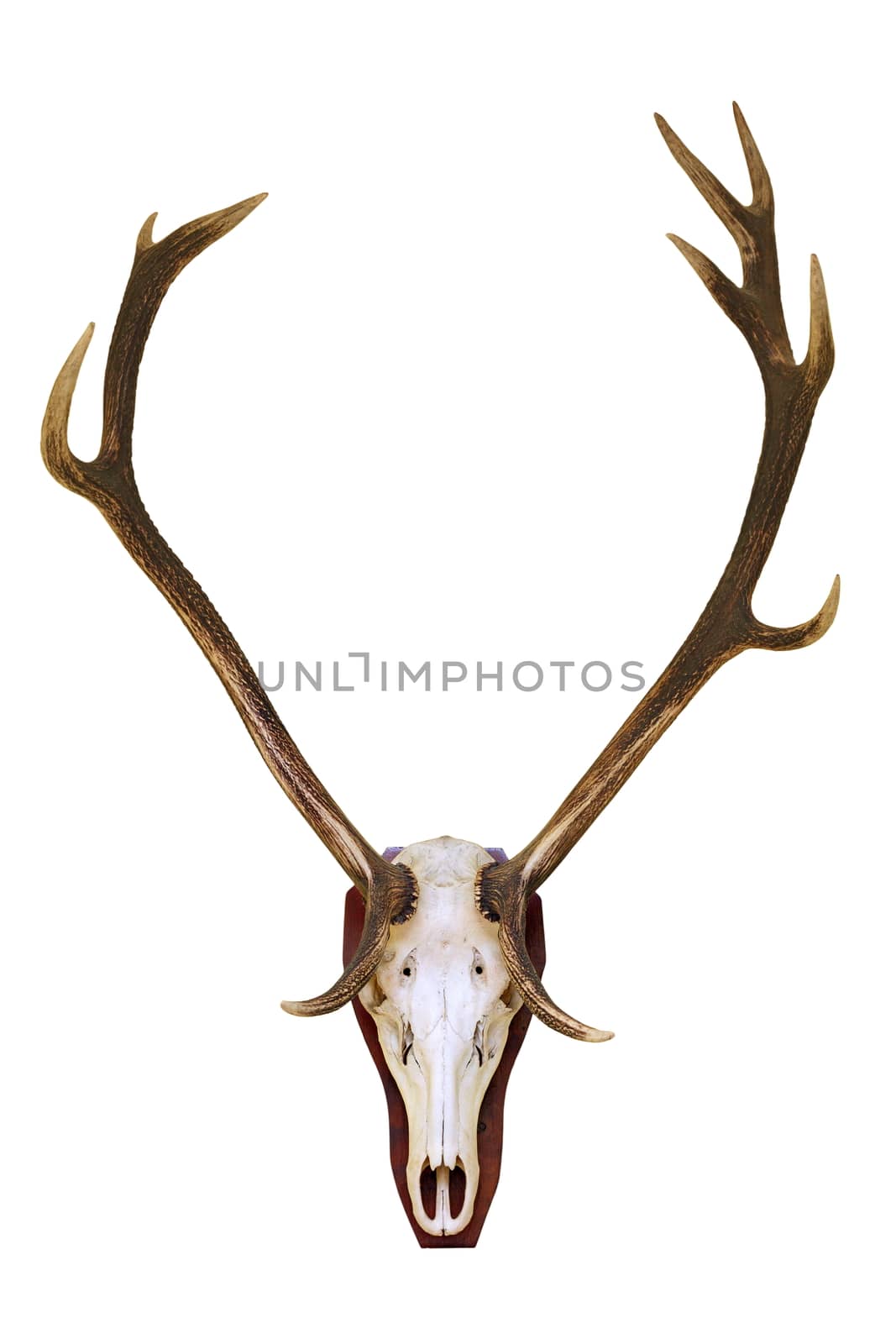 red deer buck skull, hunting trophy isolated over white background