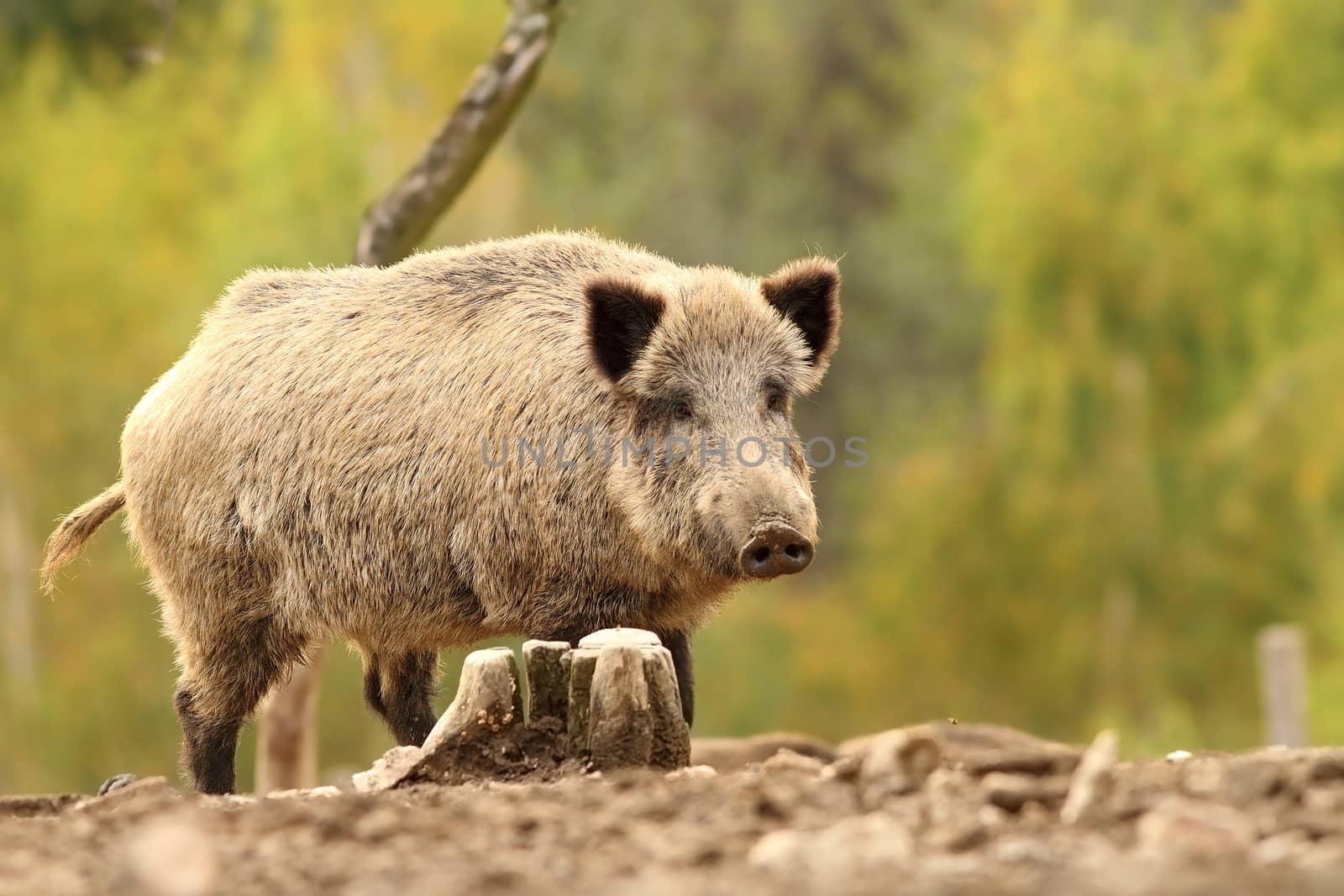 wild hog near stump ( Sus scrofa ) over green out of focus background