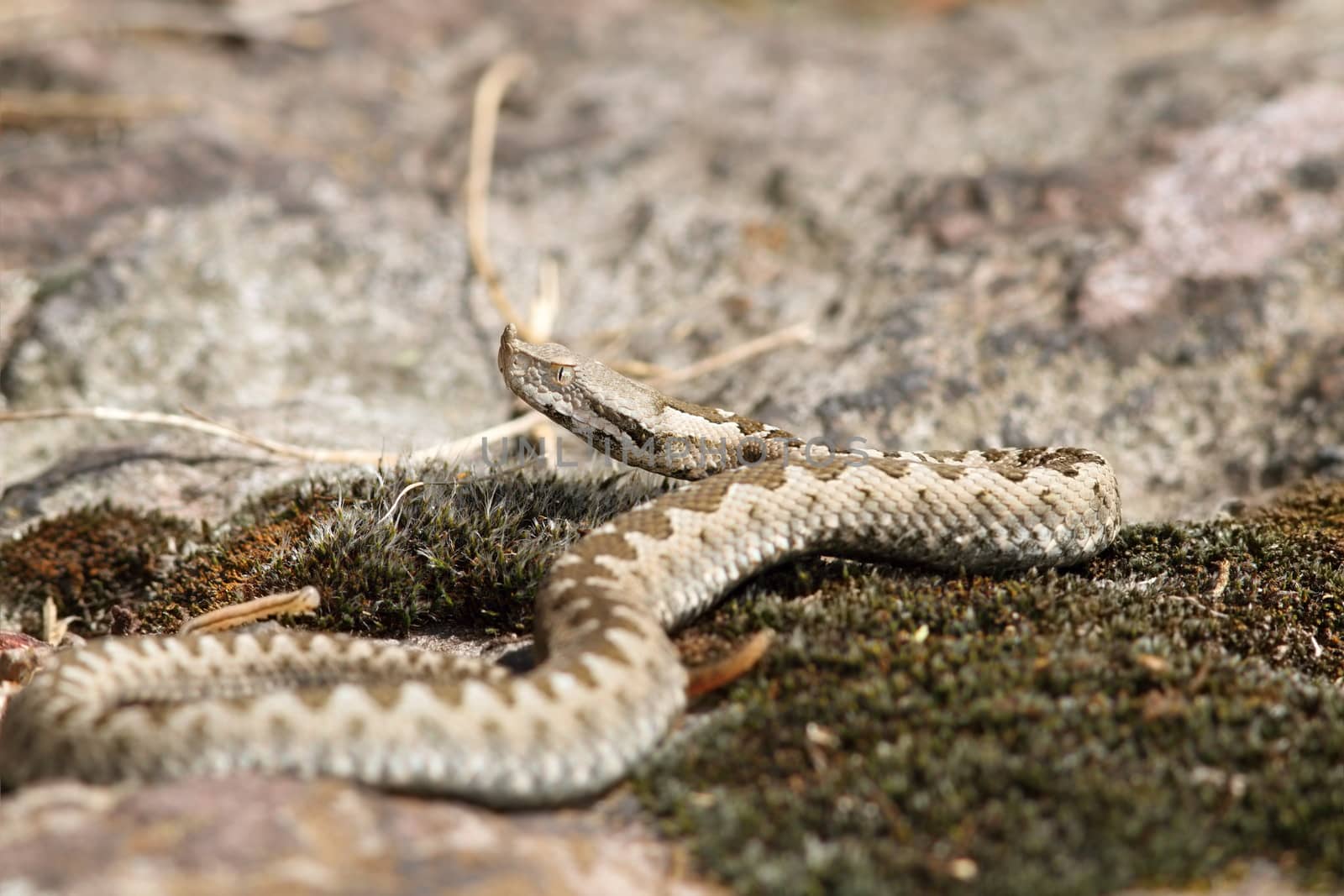 closeup of a young european sand viper ( Vipera ammodytes )