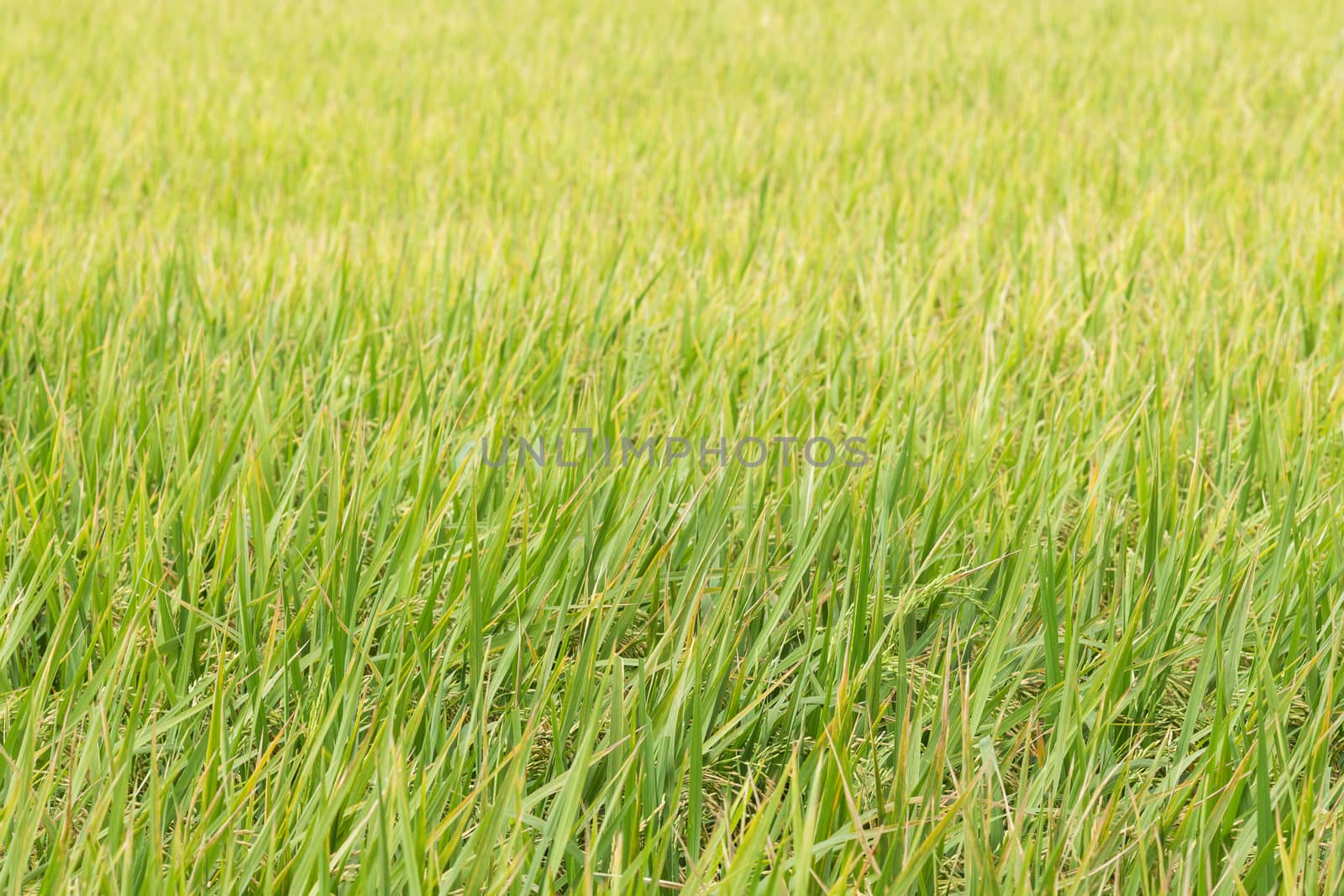 agriculture rice field