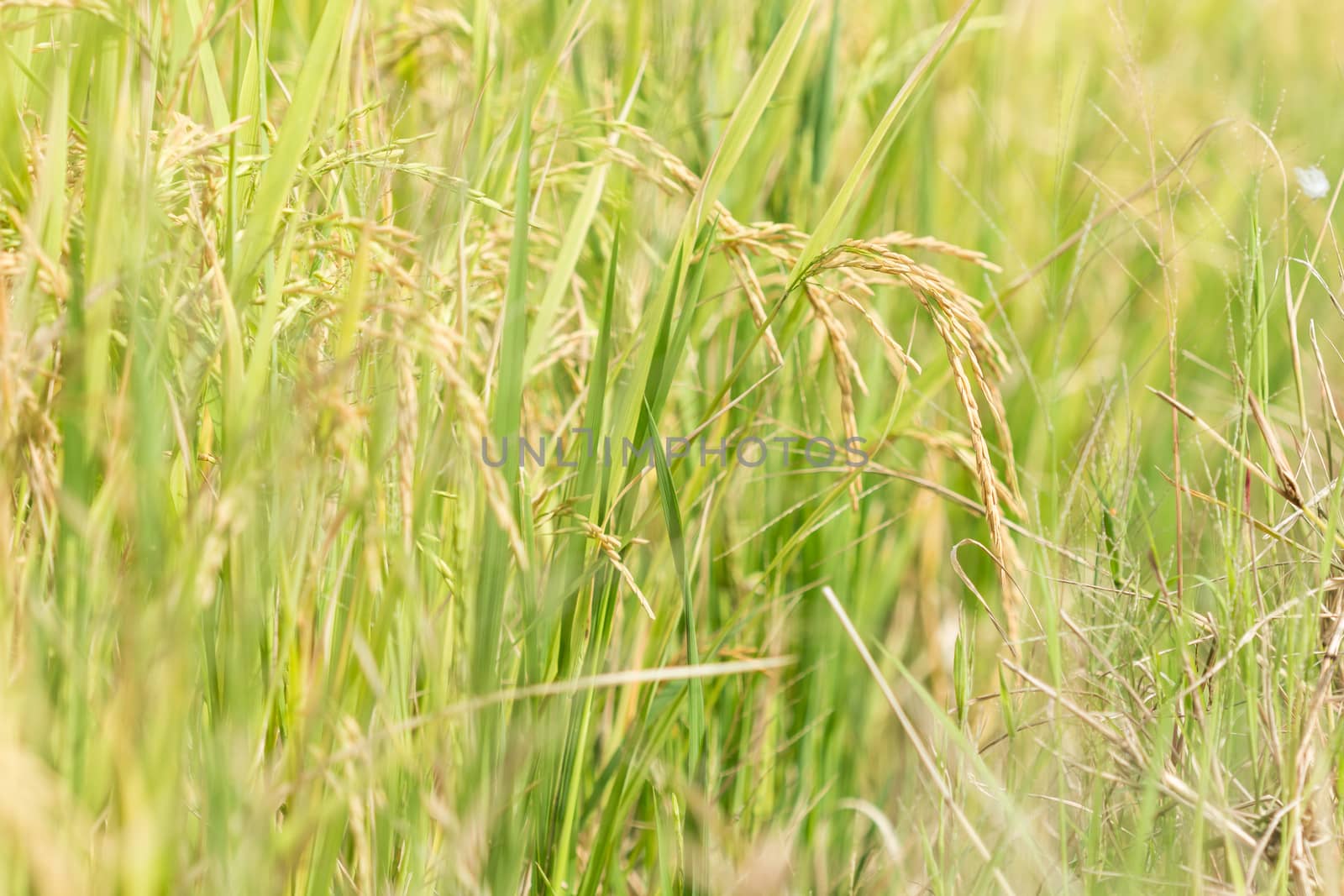 agriculture rice by blackzheep