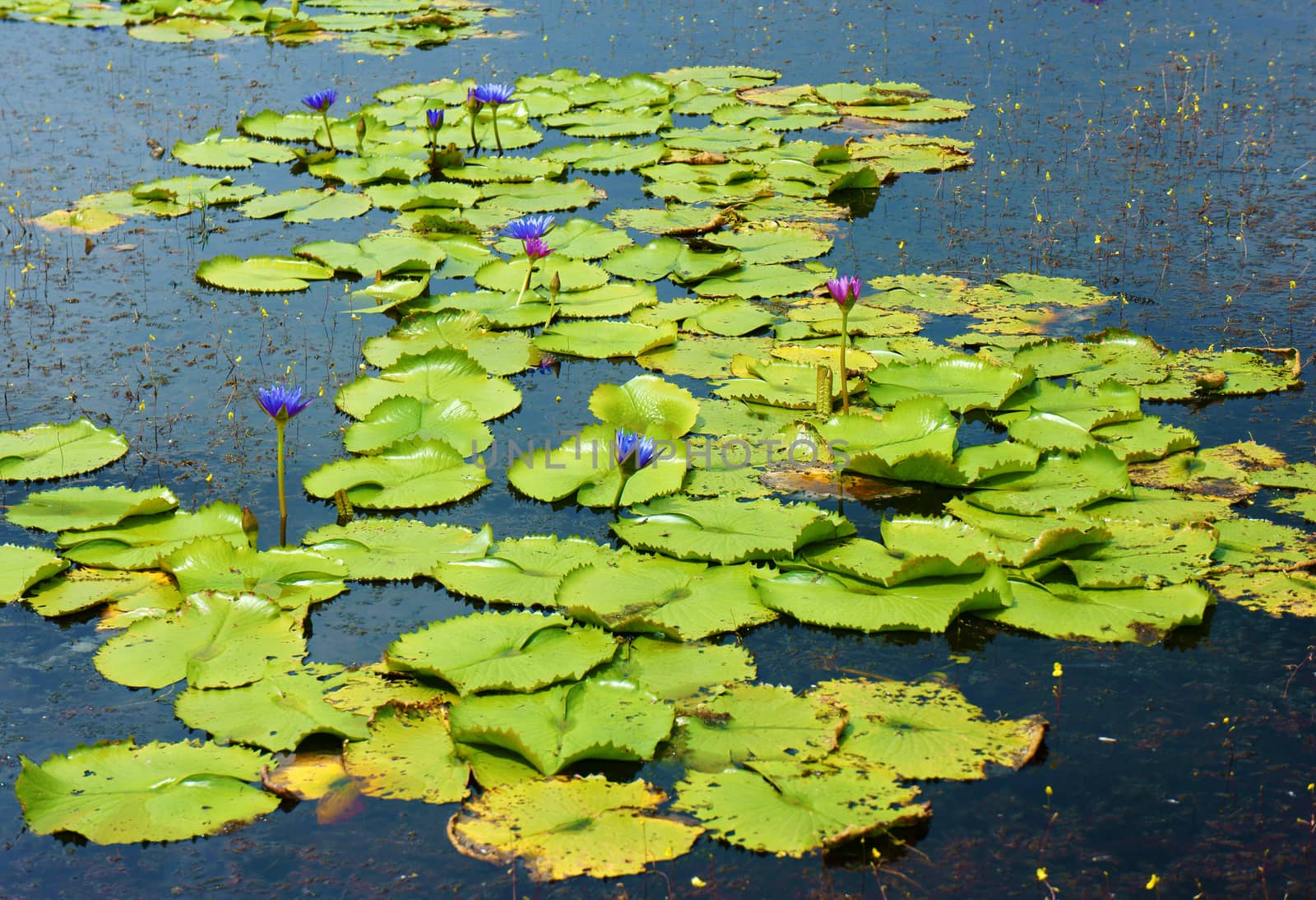 Beautiful Vietnam lake, amazing water lilly by xuanhuongho