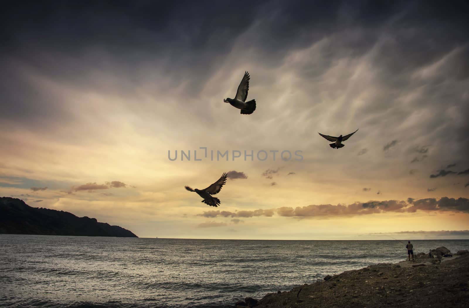 three birds flying free over sunset at sea