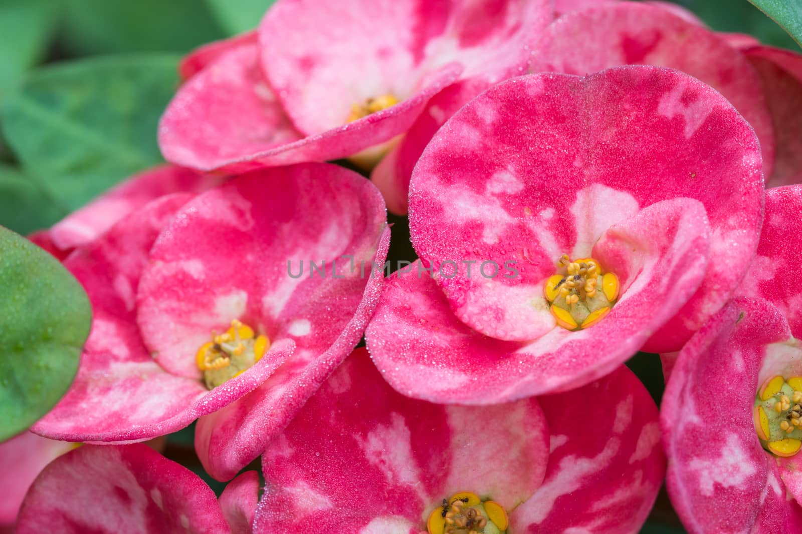 close up Euphorbia milli Desmoul flower