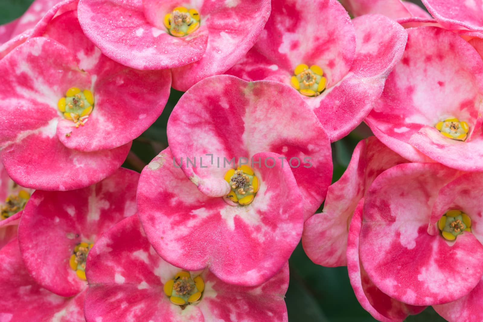 close up Euphorbia milli Desmoul flower